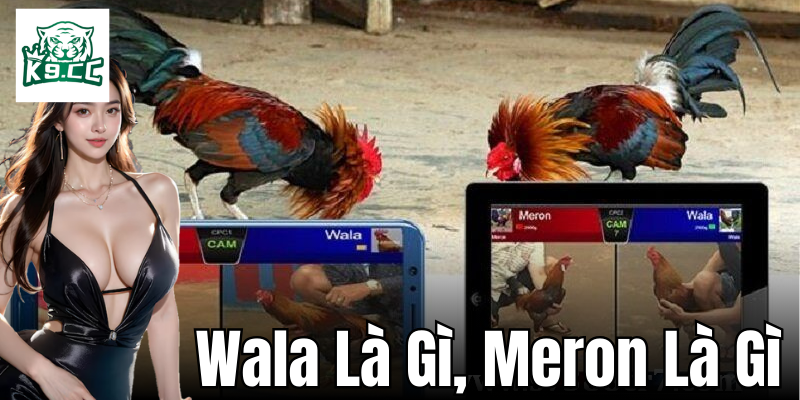 Wala là gì, Meron là gì - Những Thuật Ngữ Cơ Bản Trong Đá Gà Các phương pháp kết hợp Wala là gì, Meron là gì