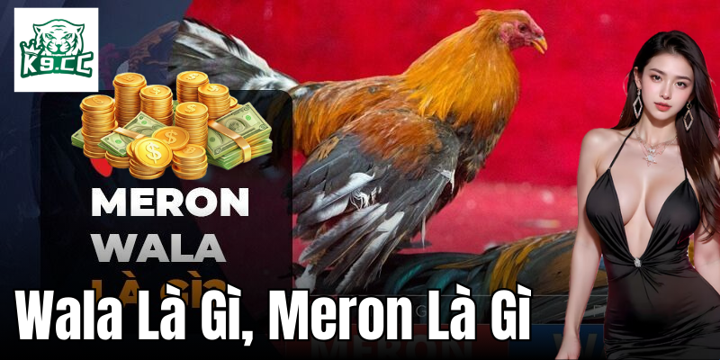 Wala là gì, Meron là gì - Những Thuật Ngữ Cơ Bản Trong Đá Gà Khái niệm Wala là gì, Meron là gì