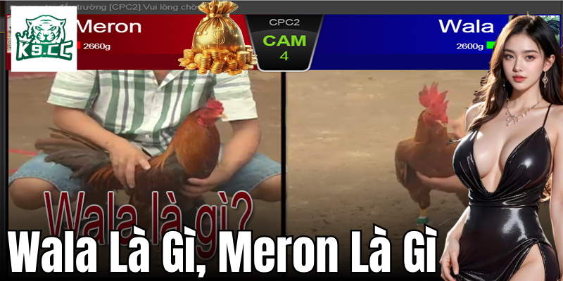 Wala là gì, Meron là gì - Những Thuật Ngữ Cơ Bản Trong Đá Gà Sự khác biệt giữa Wala là gì, Meron là gì